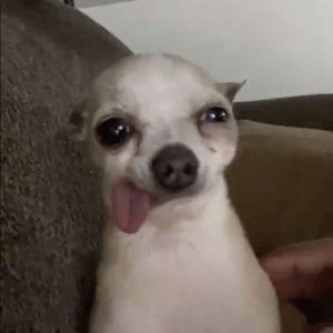 Meet your Posher, Jalen